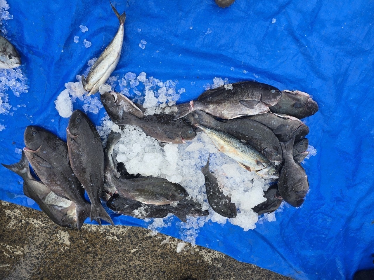 ����ڰ� �ø� �̹���