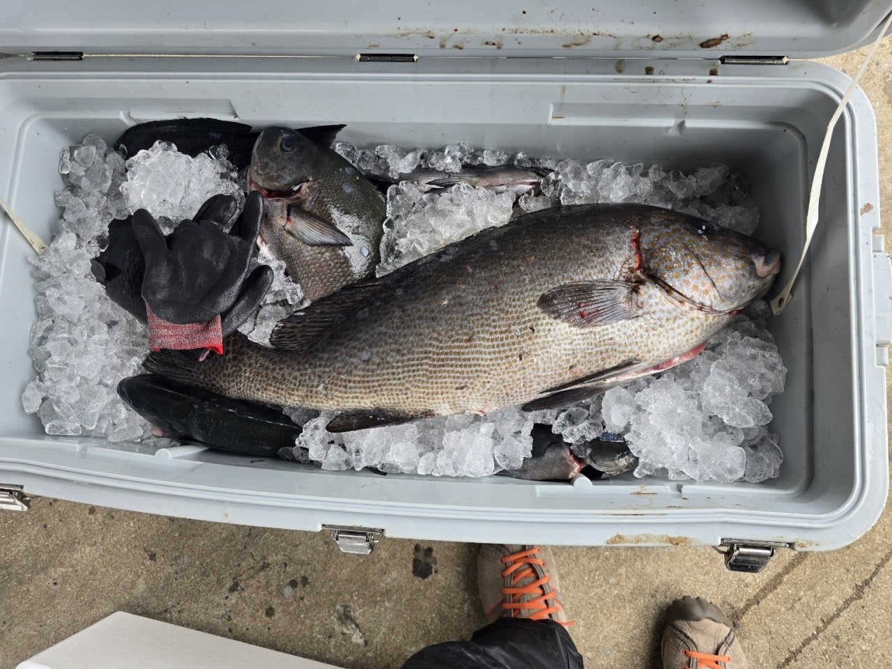 ����ڰ� �ø� �̹���