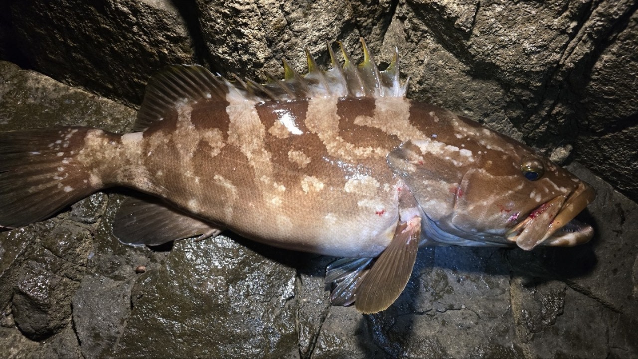 ����ڰ� �ø� �̹���