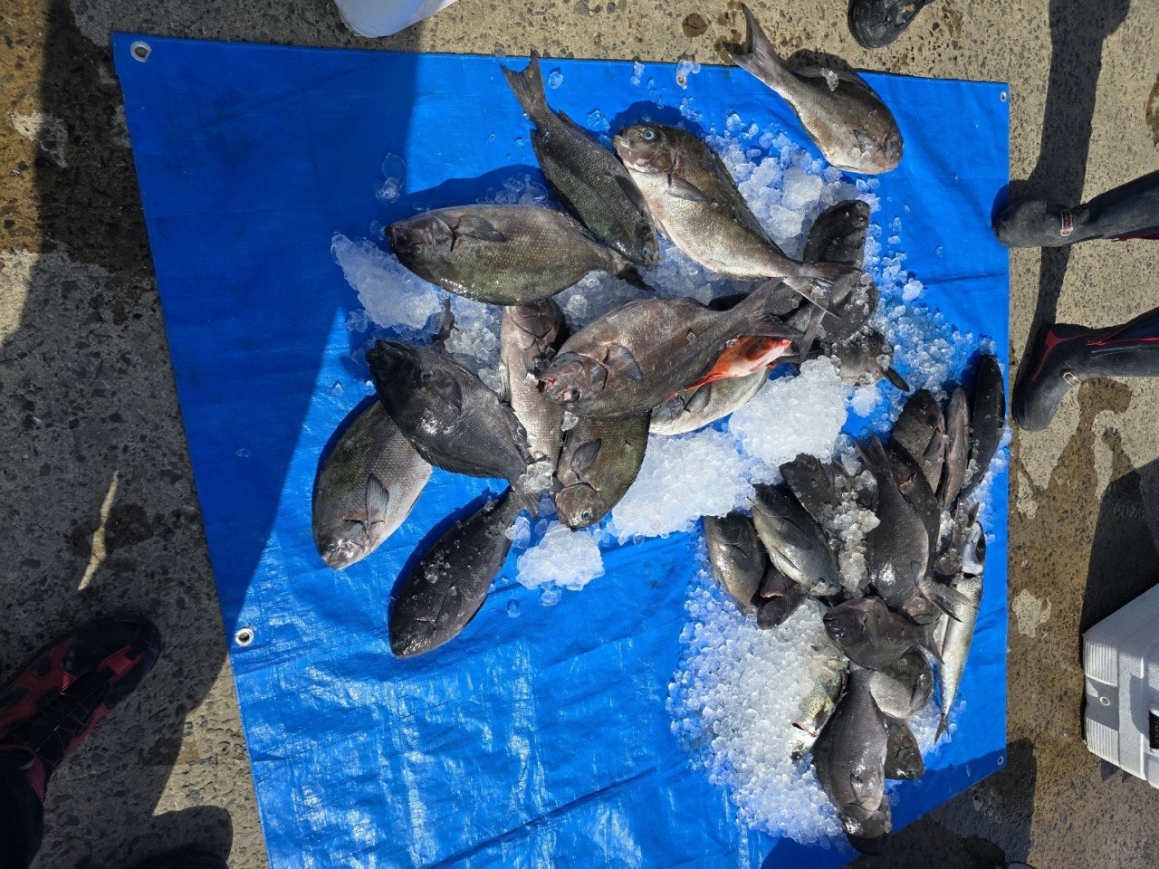 ����ڰ� �ø� �̹���