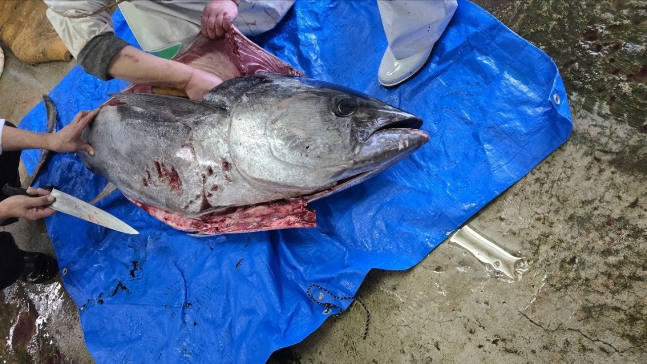 ����ڰ� �ø� �̹���