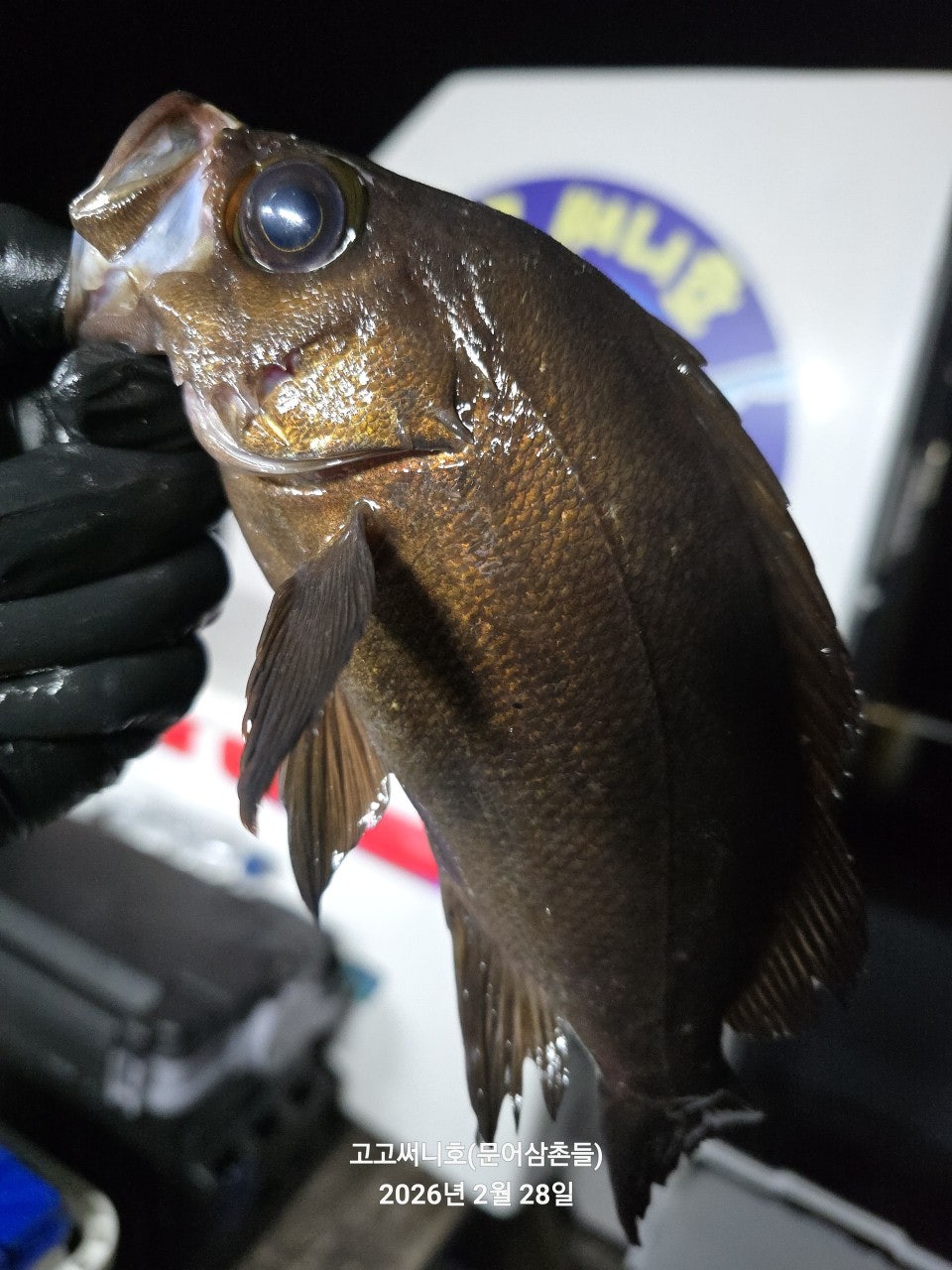 ����ڰ� �ø� �̹���