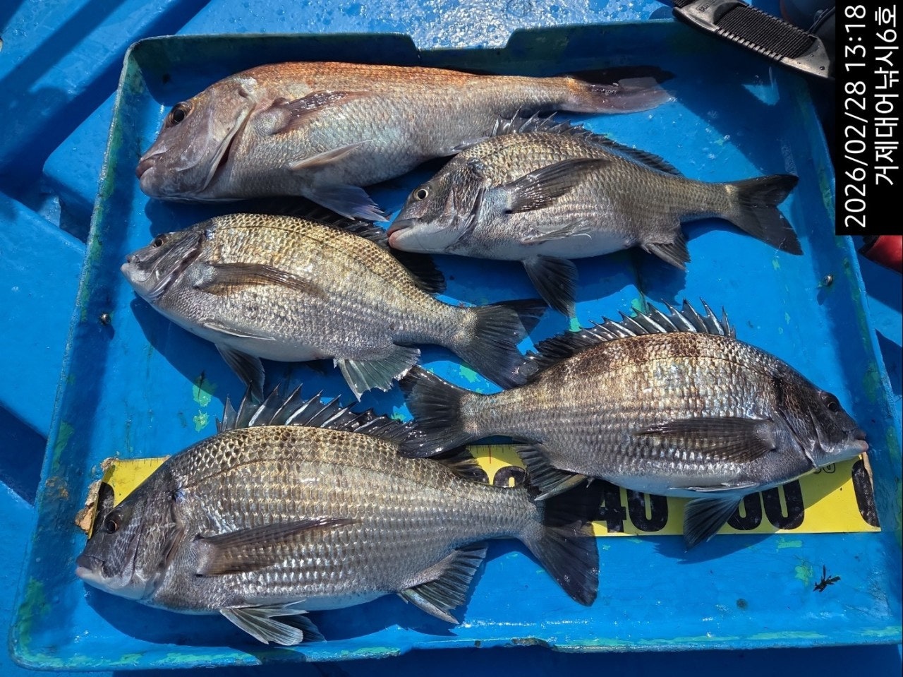 ����ڰ� �ø� �̹���