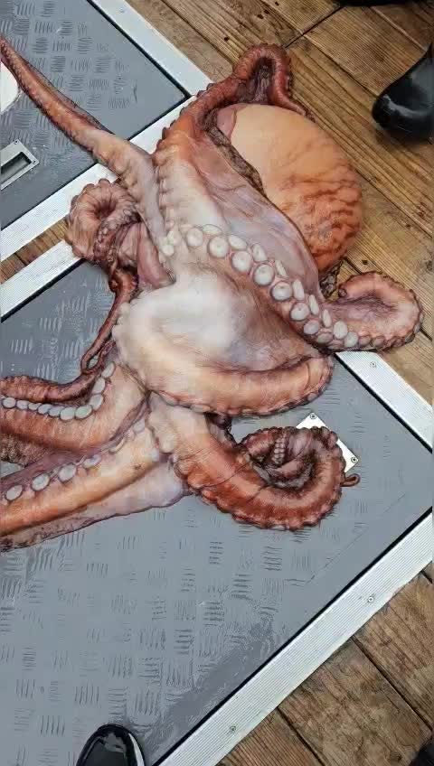 동영상