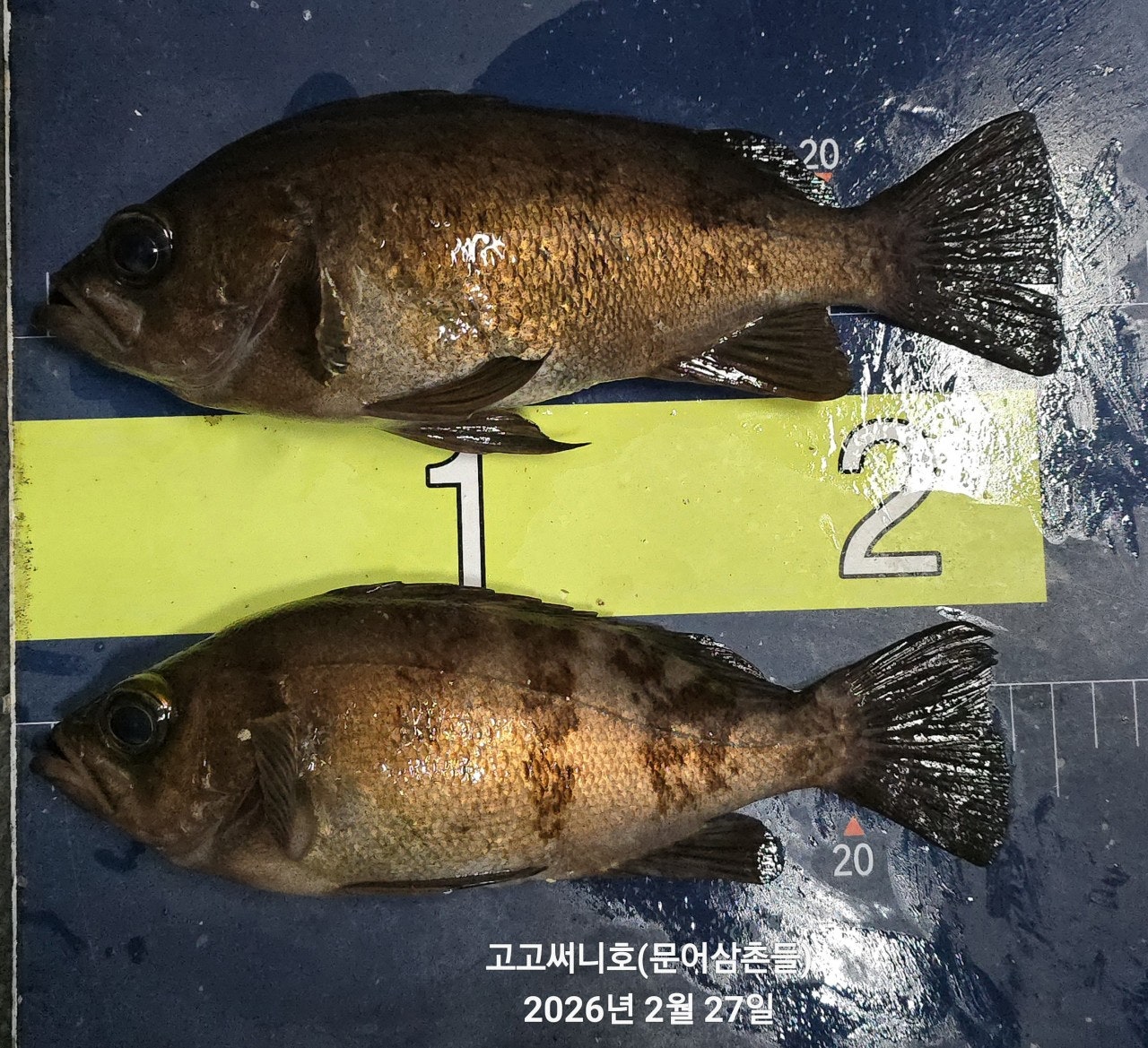 ����ڰ� �ø� �̹���