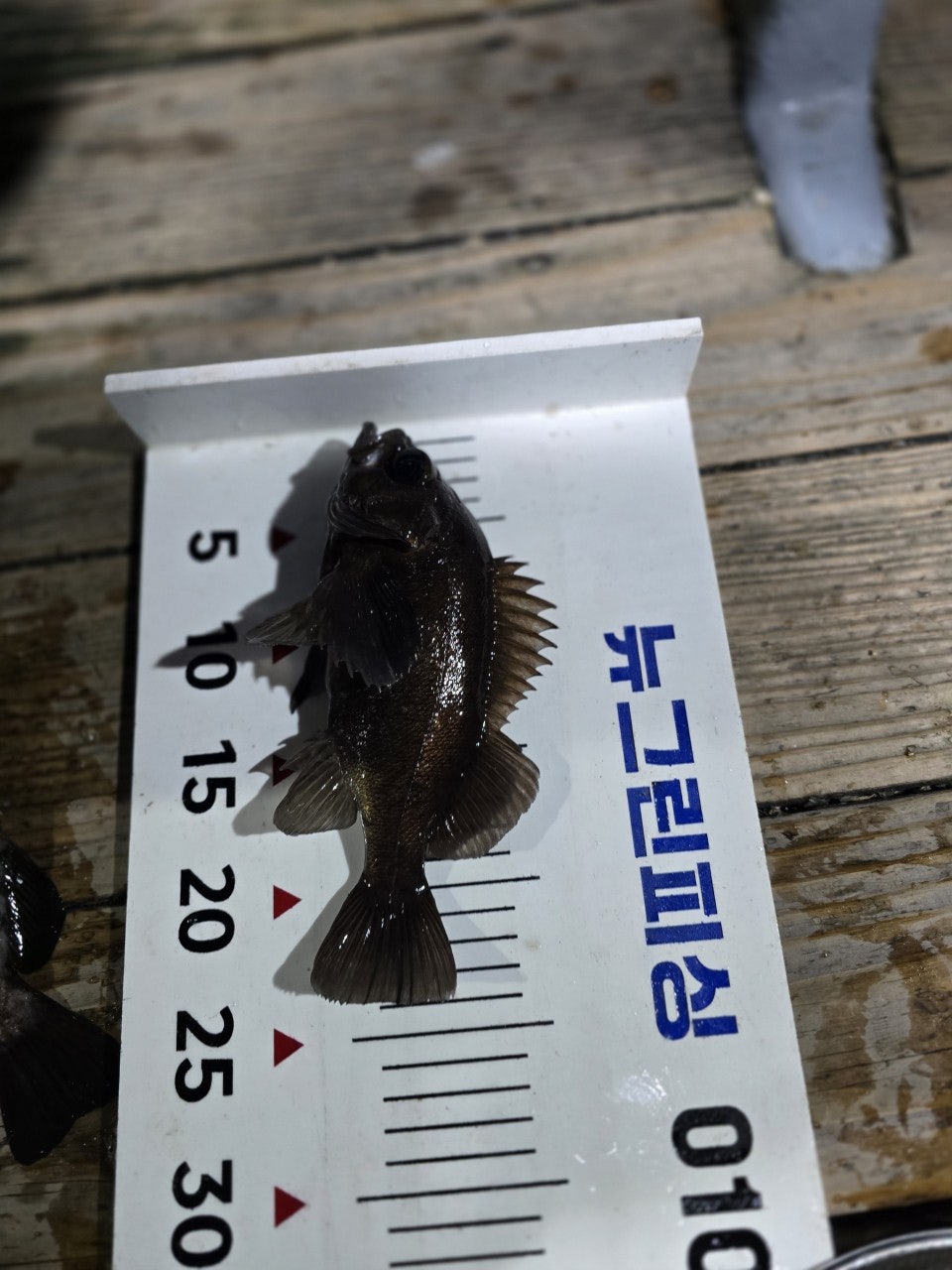 ����ڰ� �ø� �̹���