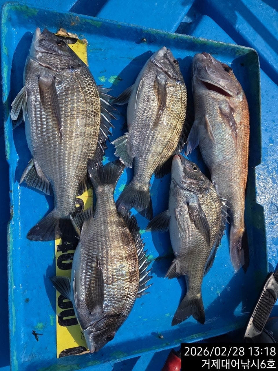 ����ڰ� �ø� �̹���