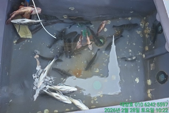 ����ڰ� �ø� �̹���