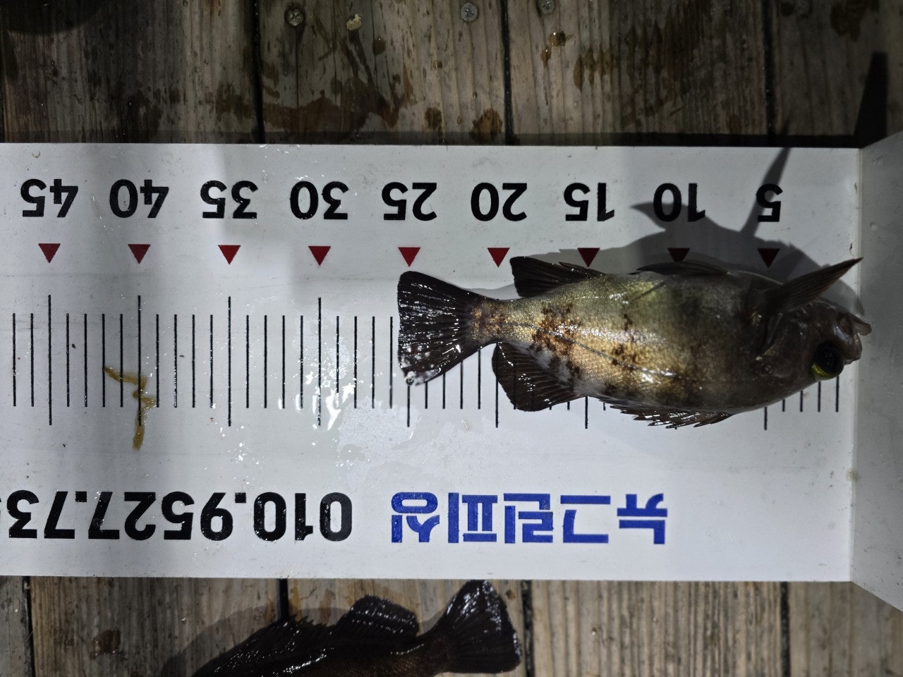 ����ڰ� �ø� �̹���