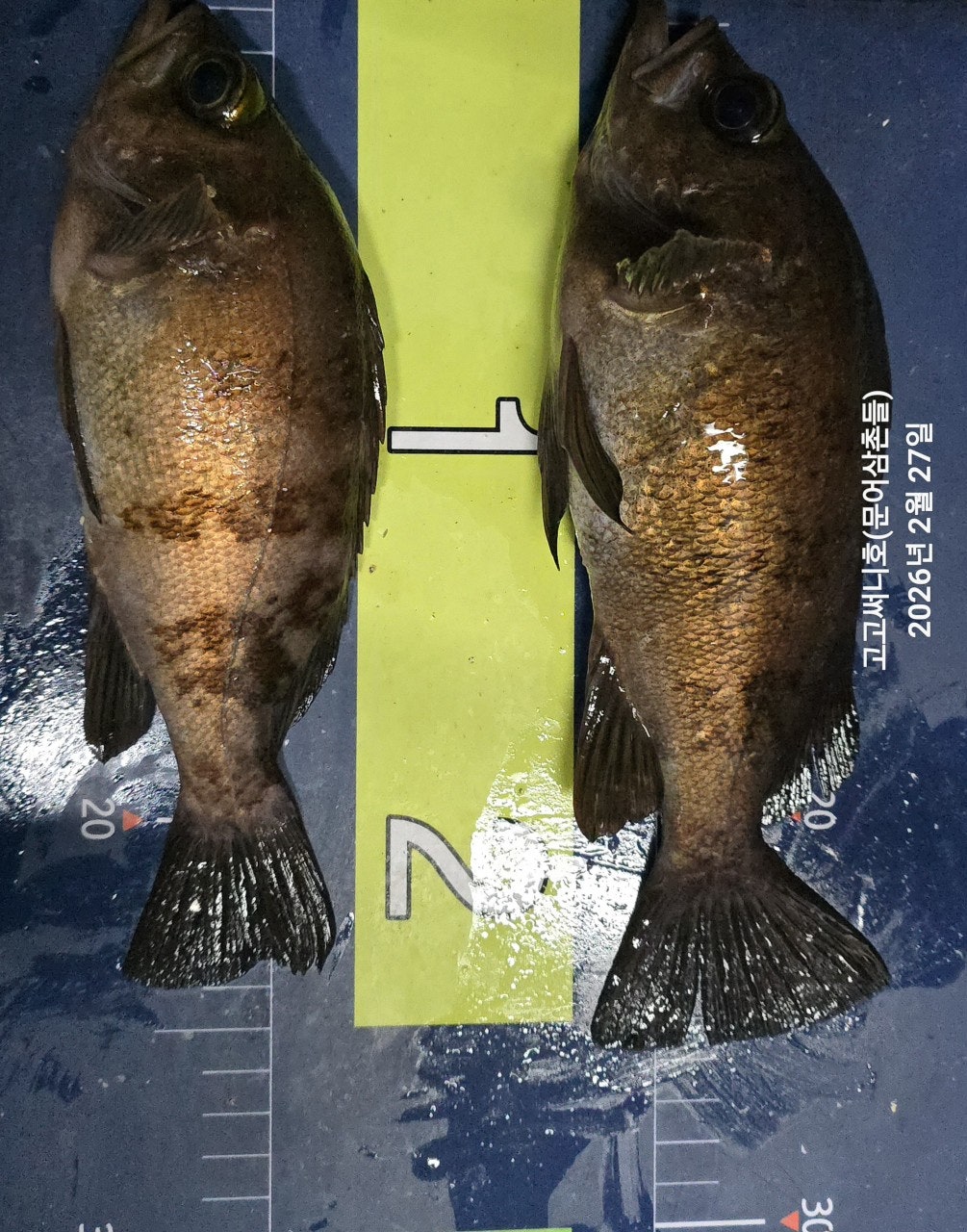 ����ڰ� �ø� �̹���