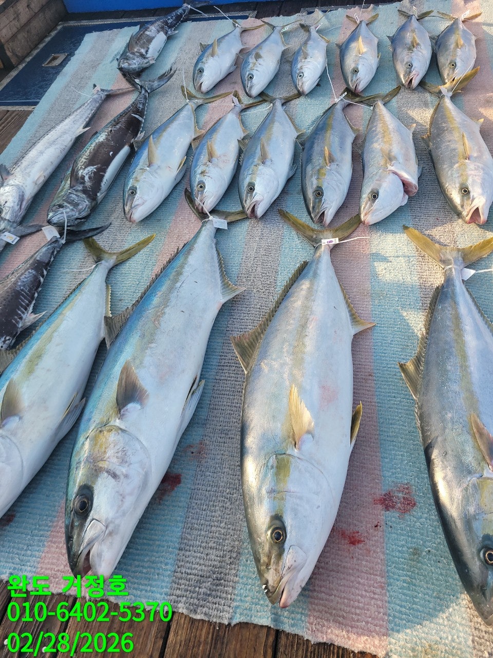 2월 28일 완도 거정호 빅게임(방어  부시리) 조황입니다.