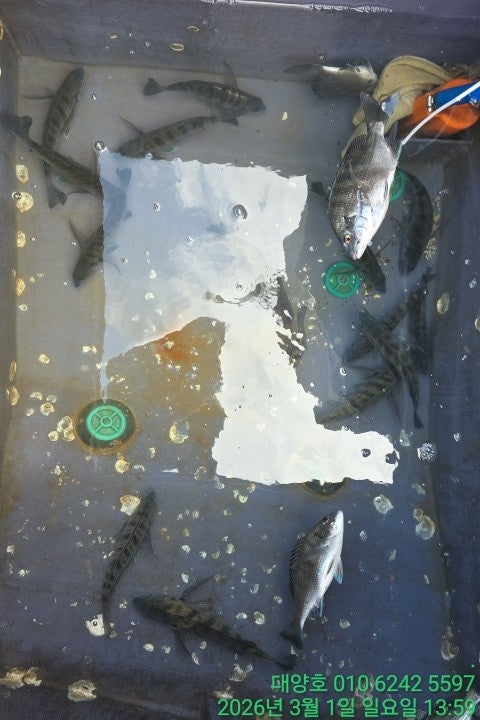 ����ڰ� �ø� �̹���