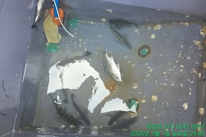 ����ڰ� �ø� �̹���