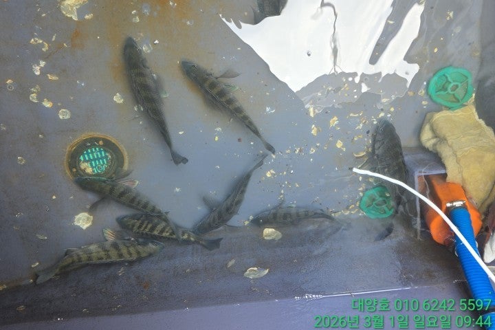 ����ڰ� �ø� �̹���