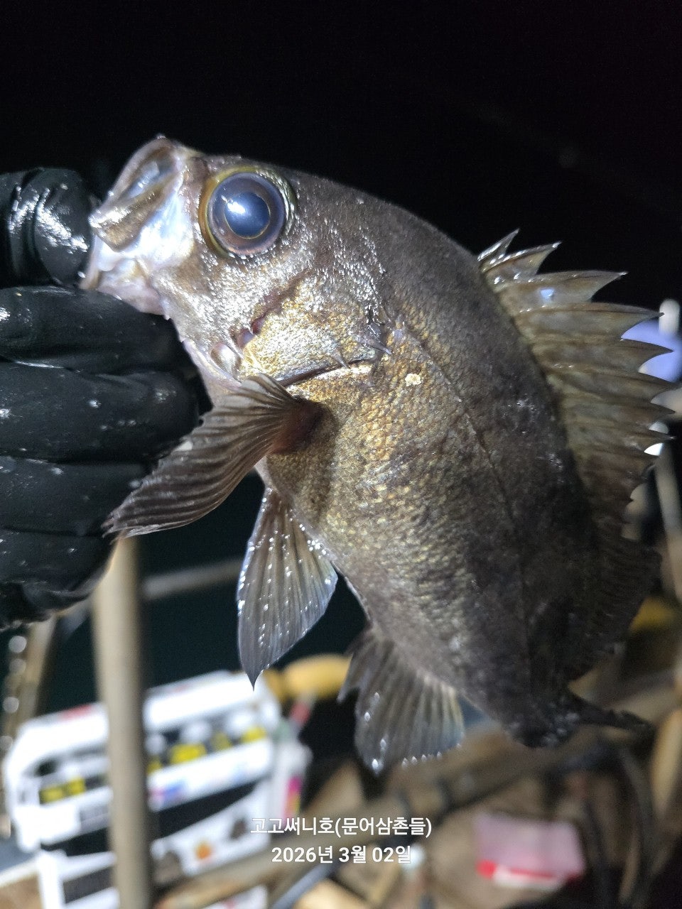 ����ڰ� �ø� �̹���