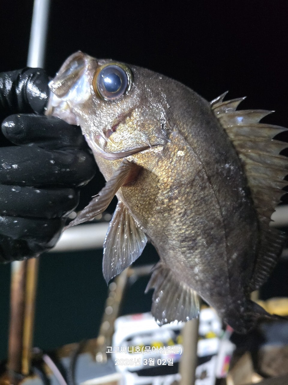 ����ڰ� �ø� �̹���