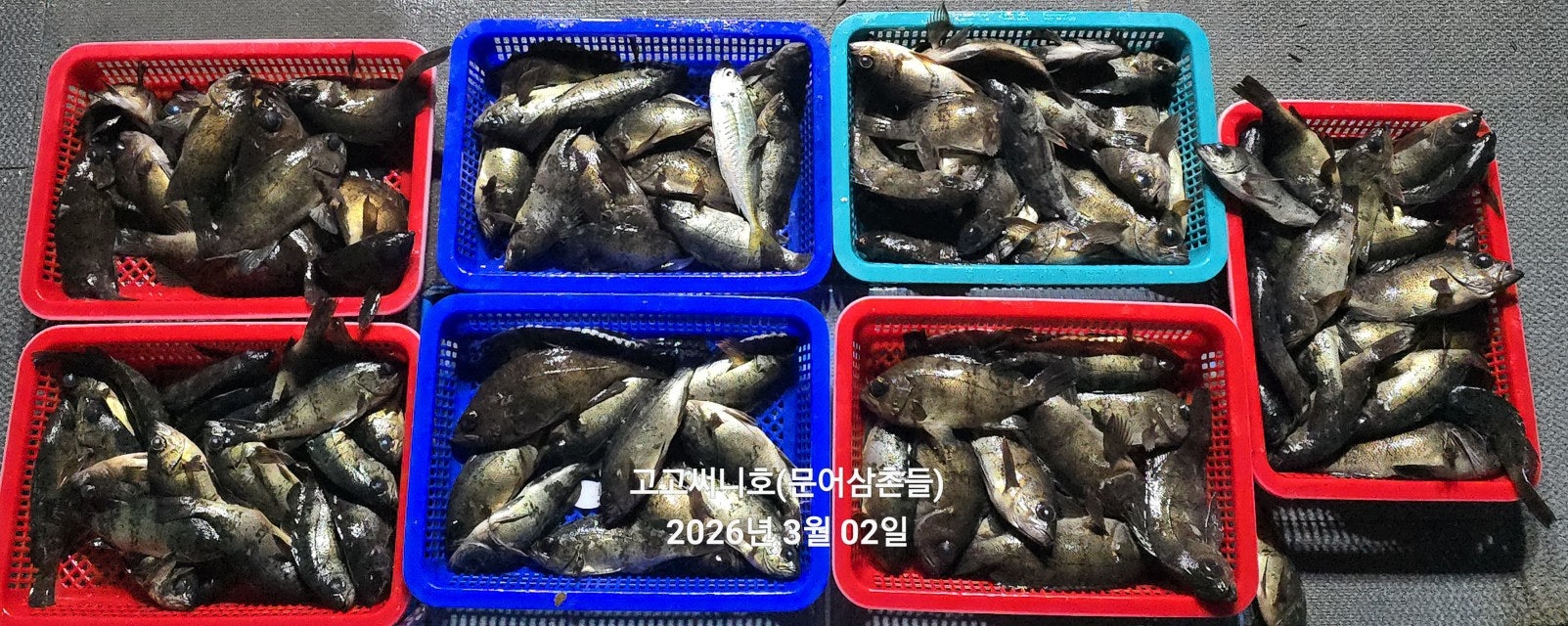 ����ڰ� �ø� �̹���