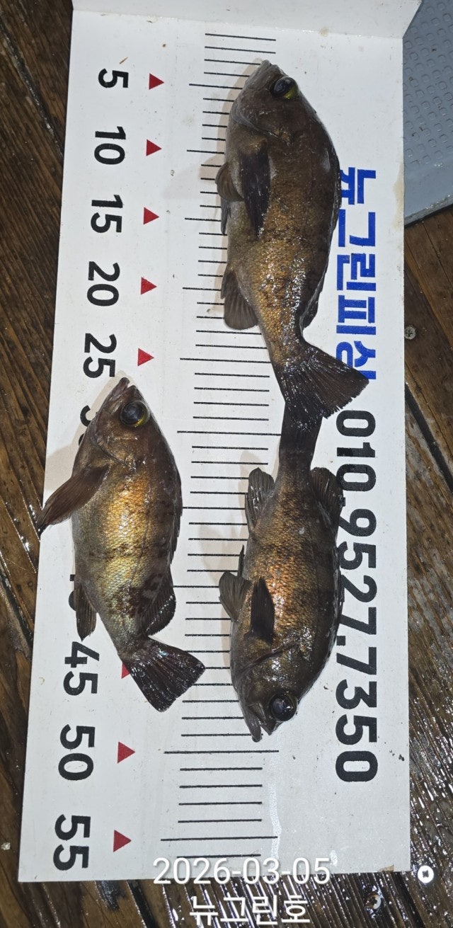 ����ڰ� �ø� �̹���