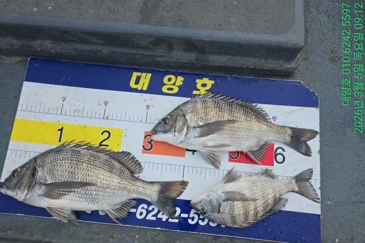 ����ڰ� �ø� �̹���