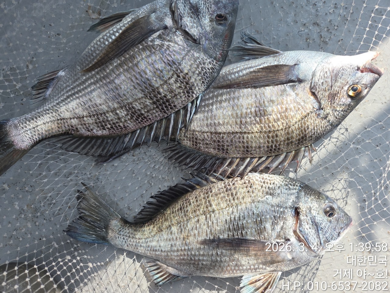 ����ڰ� �ø� �̹���