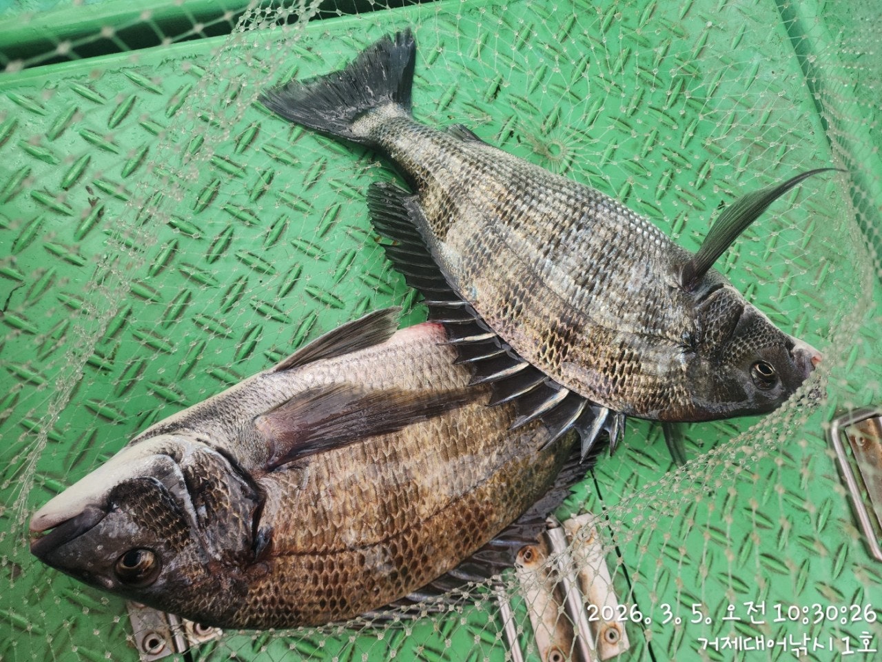 ����ڰ� �ø� �̹���