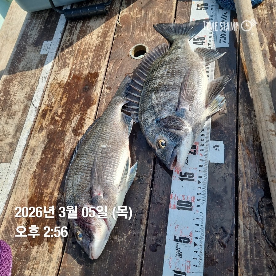 ����ڰ� �ø� �̹���