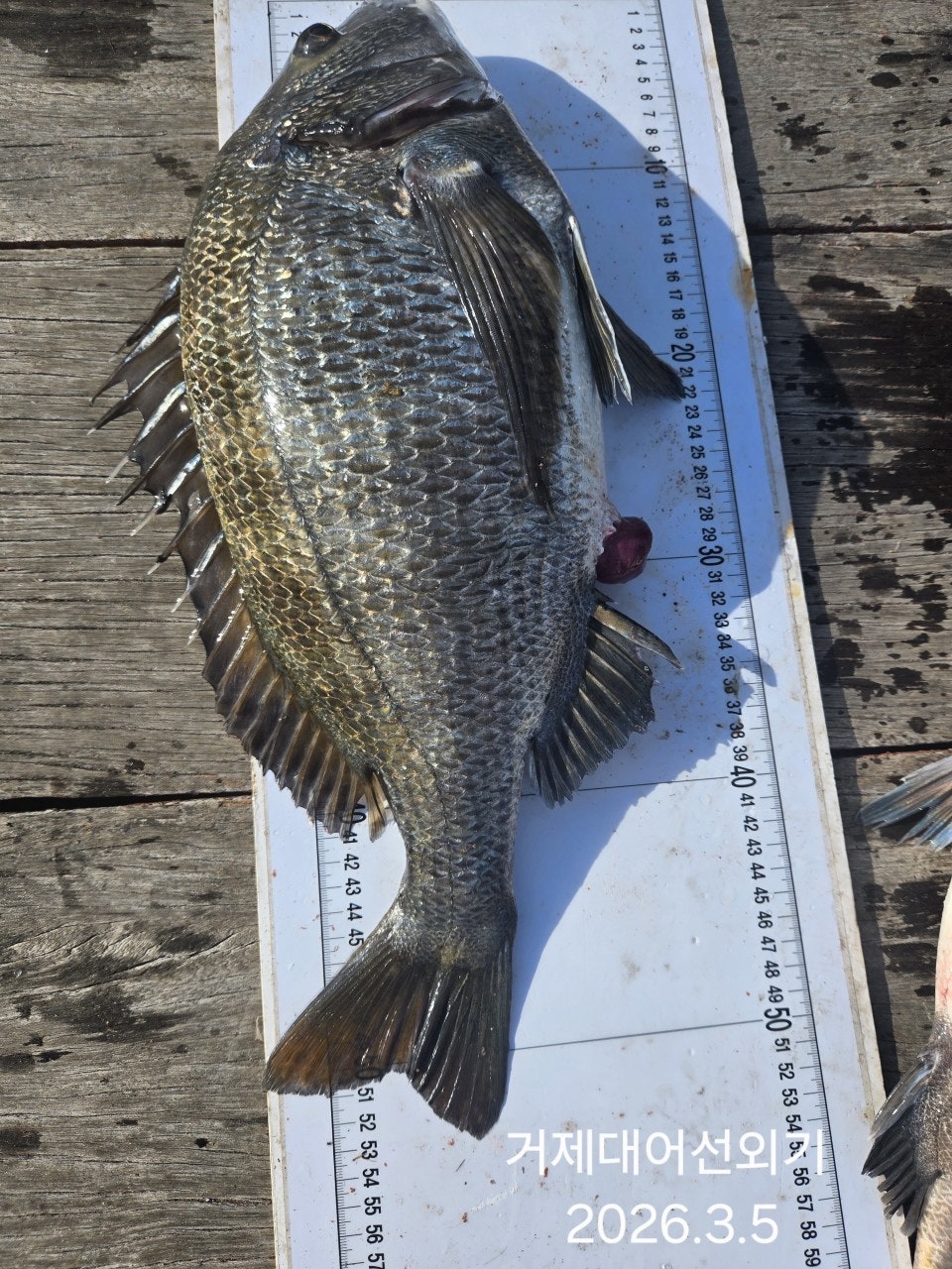 ����ڰ� �ø� �̹���