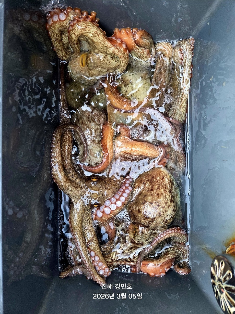 ����ڰ� �ø� �̹���