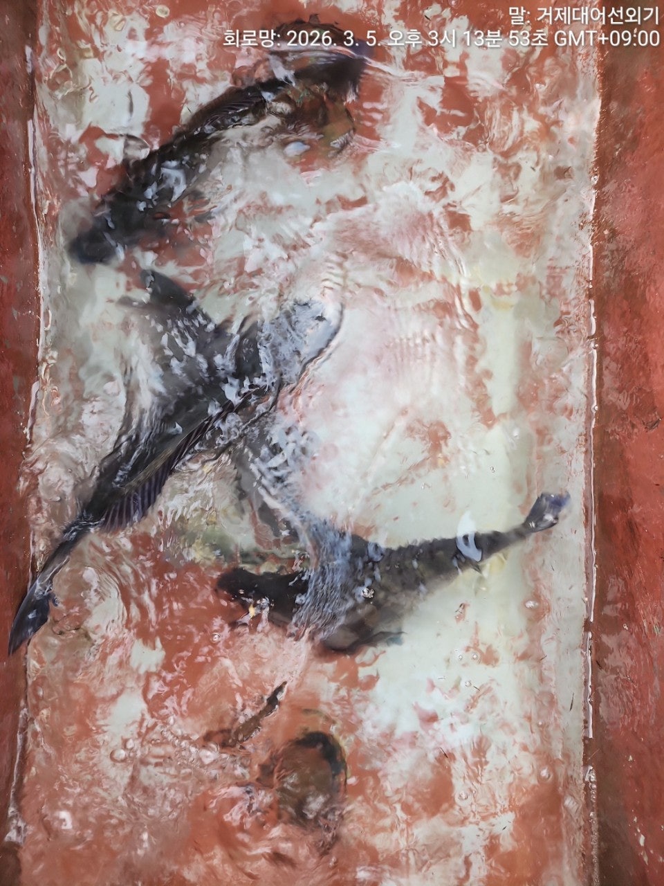 ����ڰ� �ø� �̹���