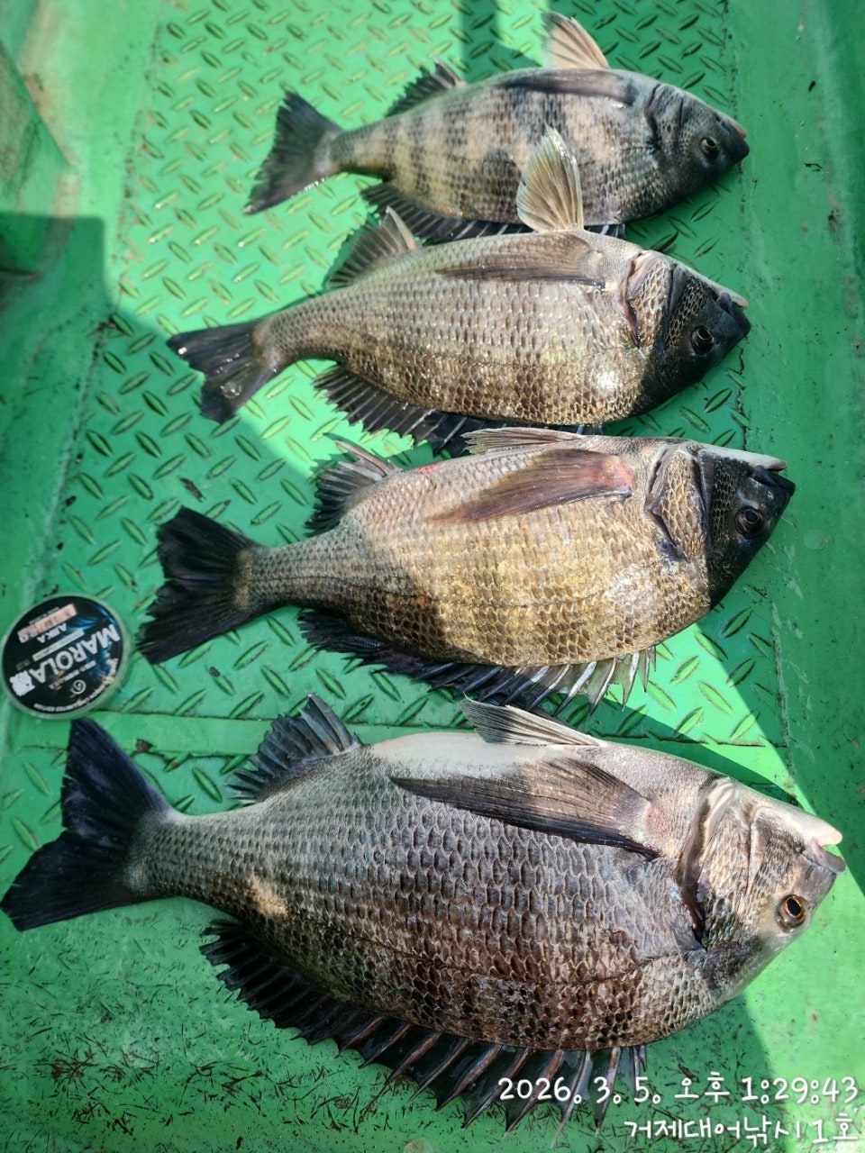 ����ڰ� �ø� �̹���