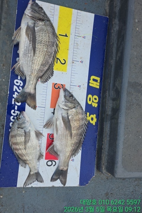 ����ڰ� �ø� �̹���