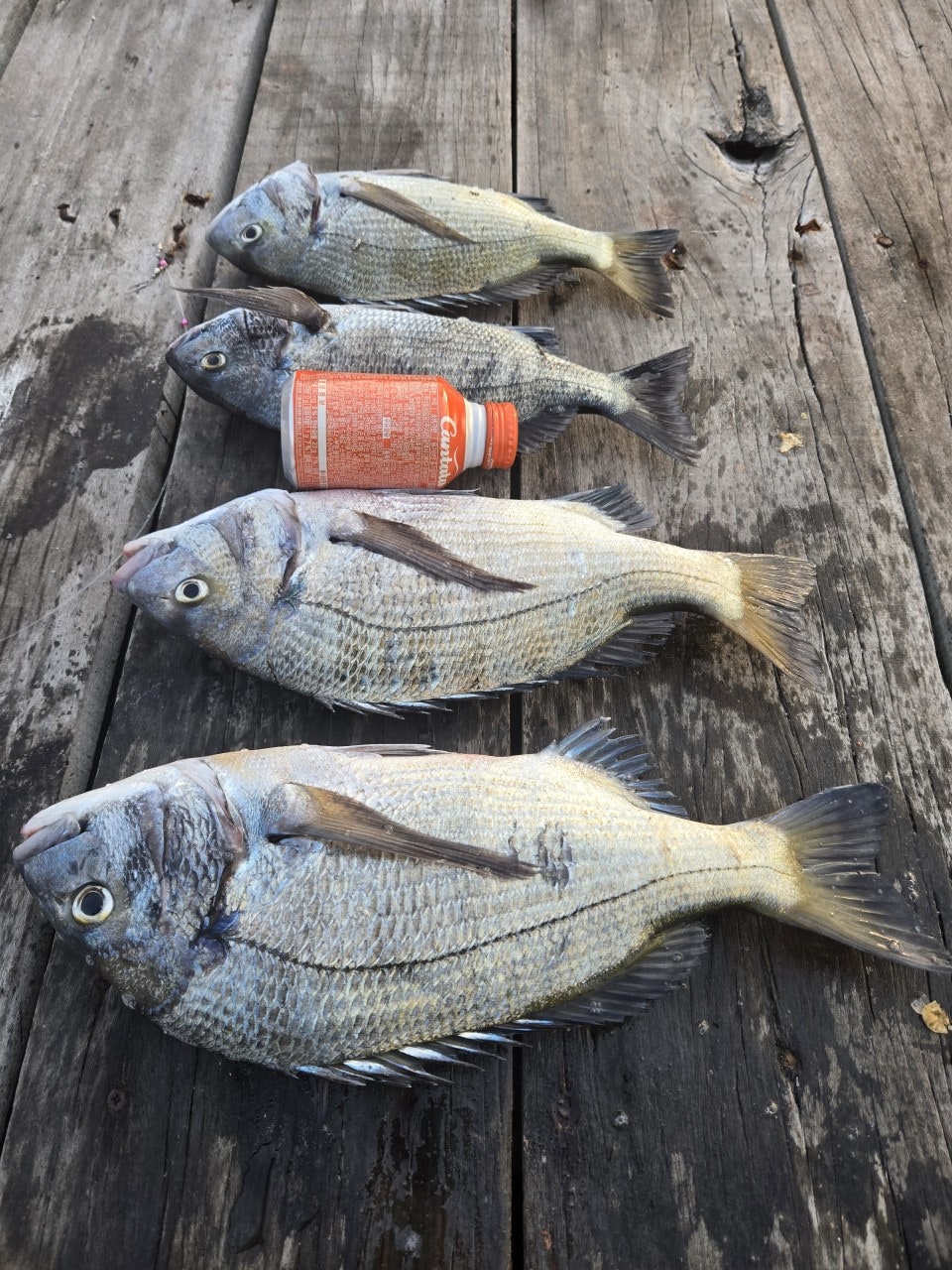 ����ڰ� �ø� �̹���