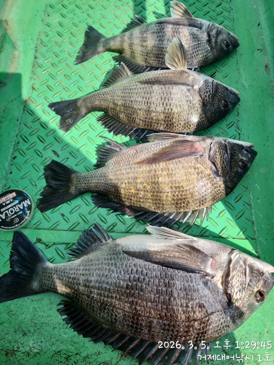 ����ڰ� �ø� �̹���