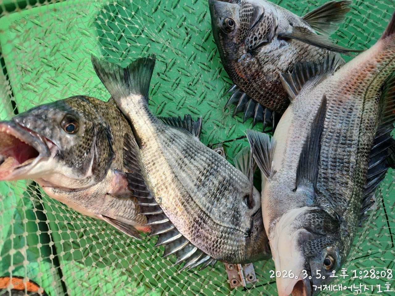 ����ڰ� �ø� �̹���