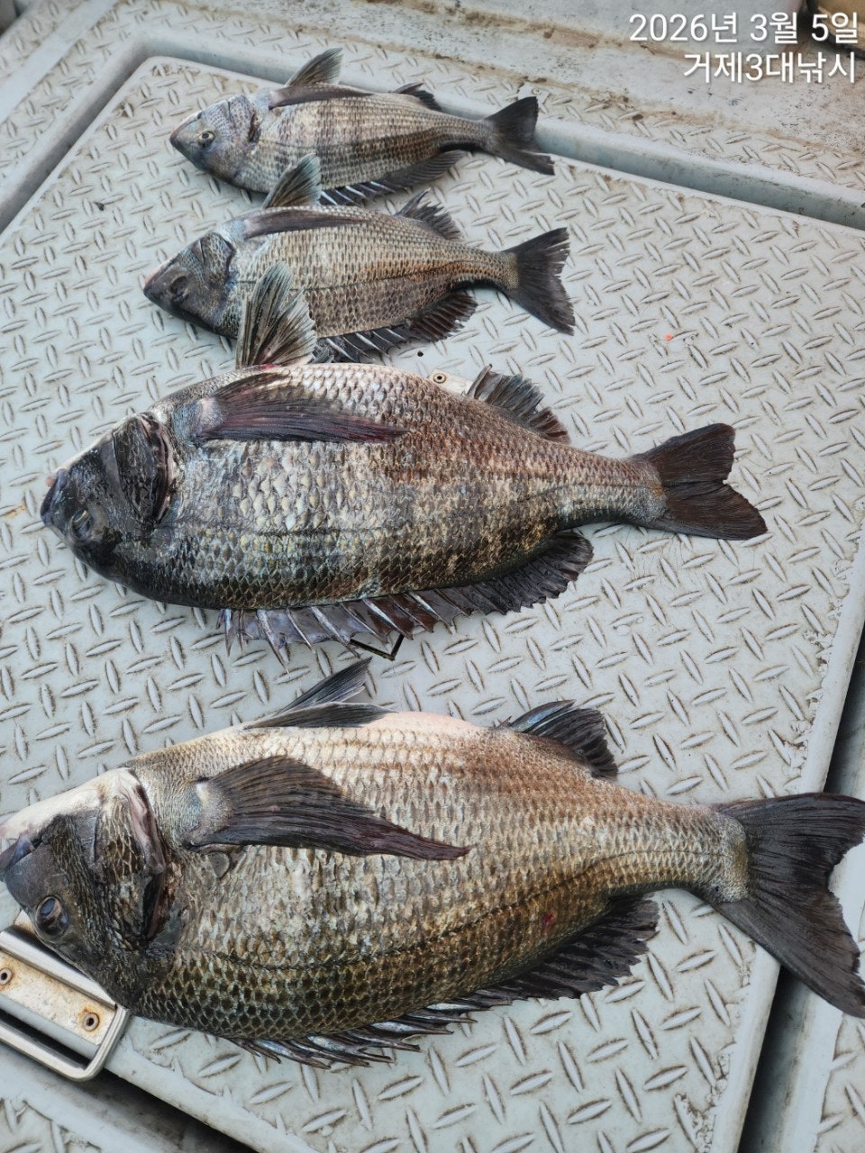 ����ڰ� �ø� �̹���