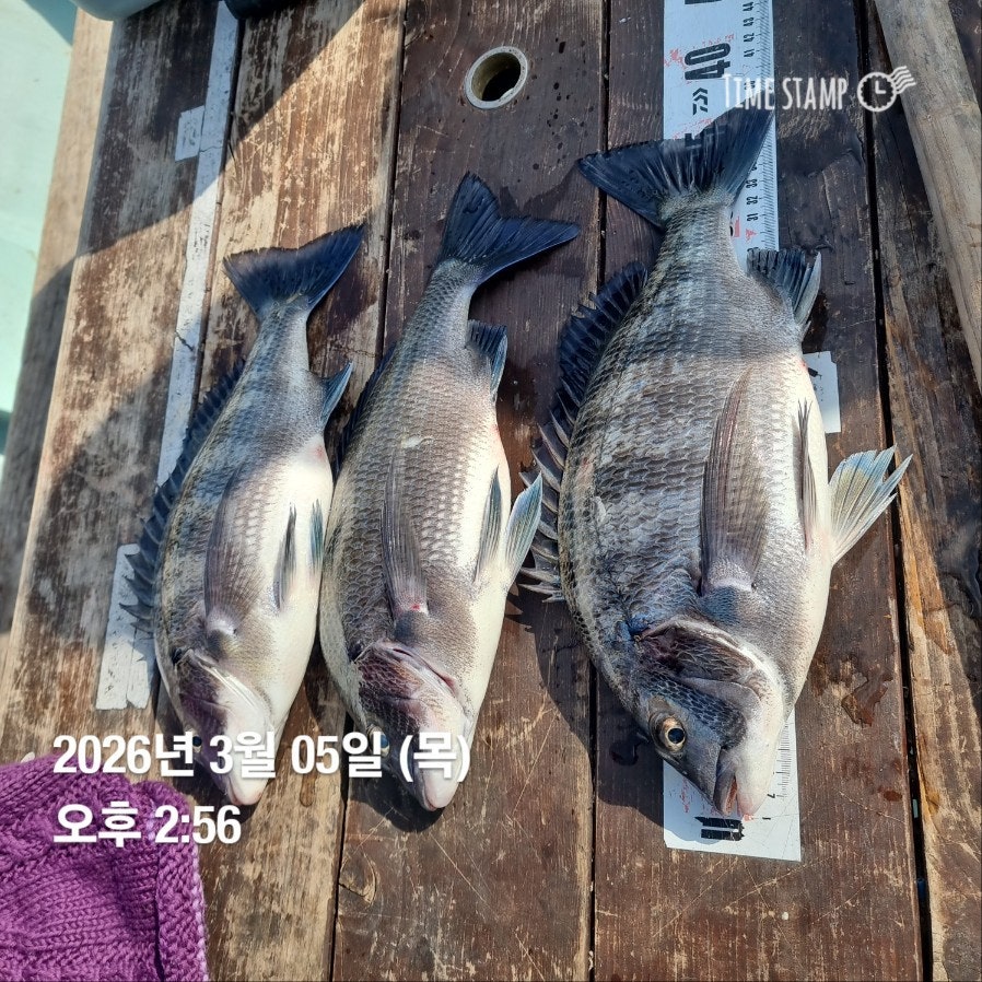 ����ڰ� �ø� �̹���