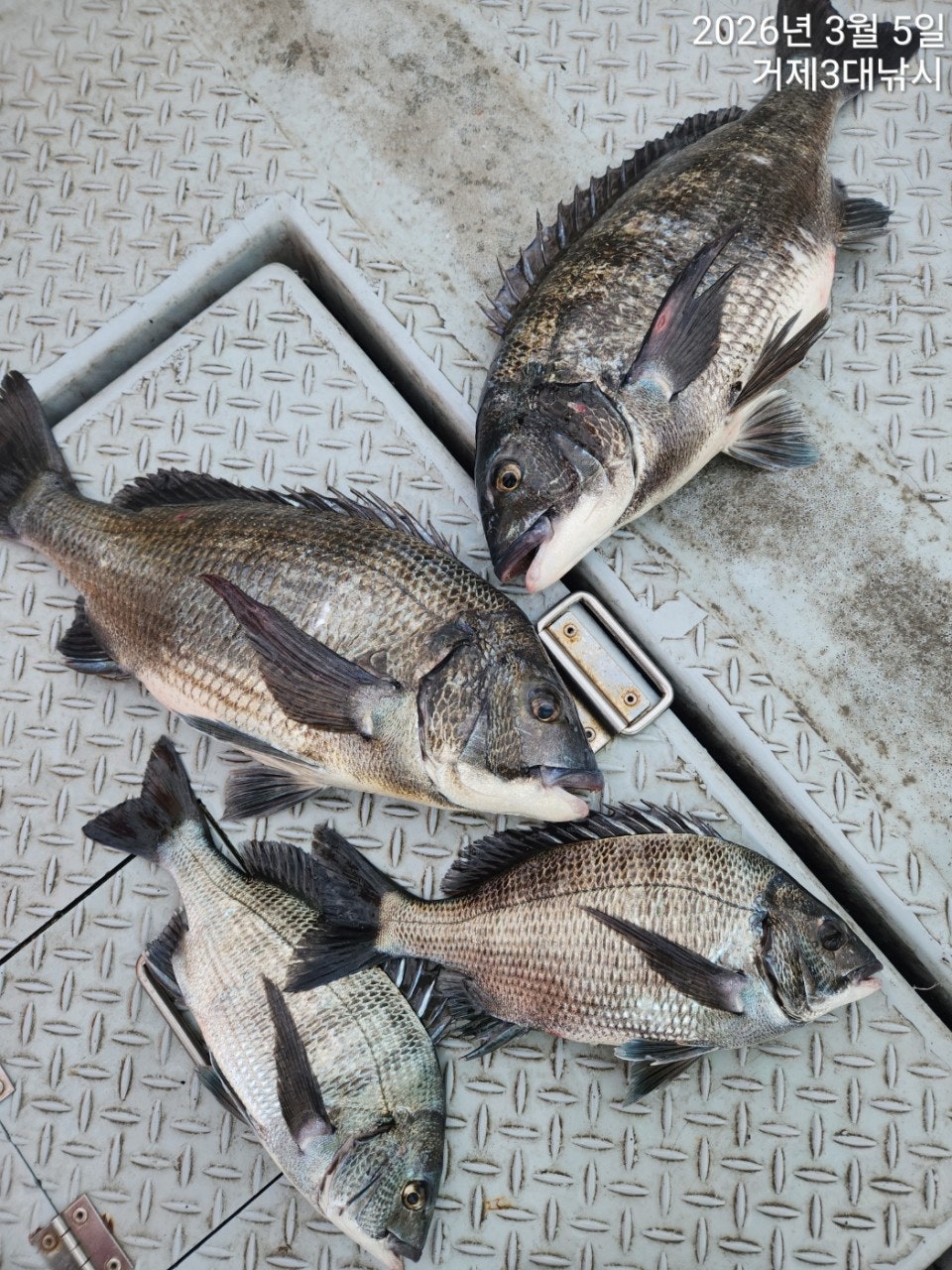 ����ڰ� �ø� �̹���