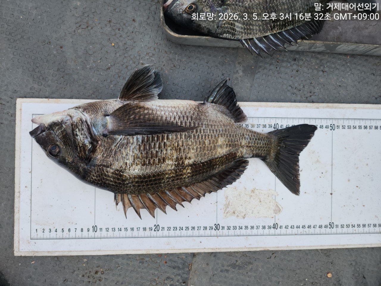 ����ڰ� �ø� �̹���