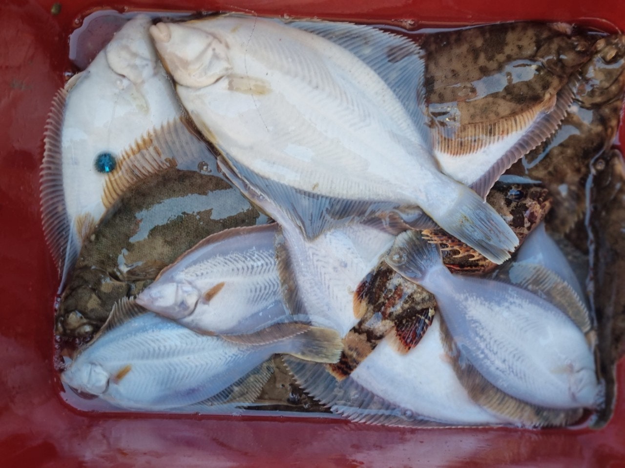 ����ڰ� �ø� �̹���