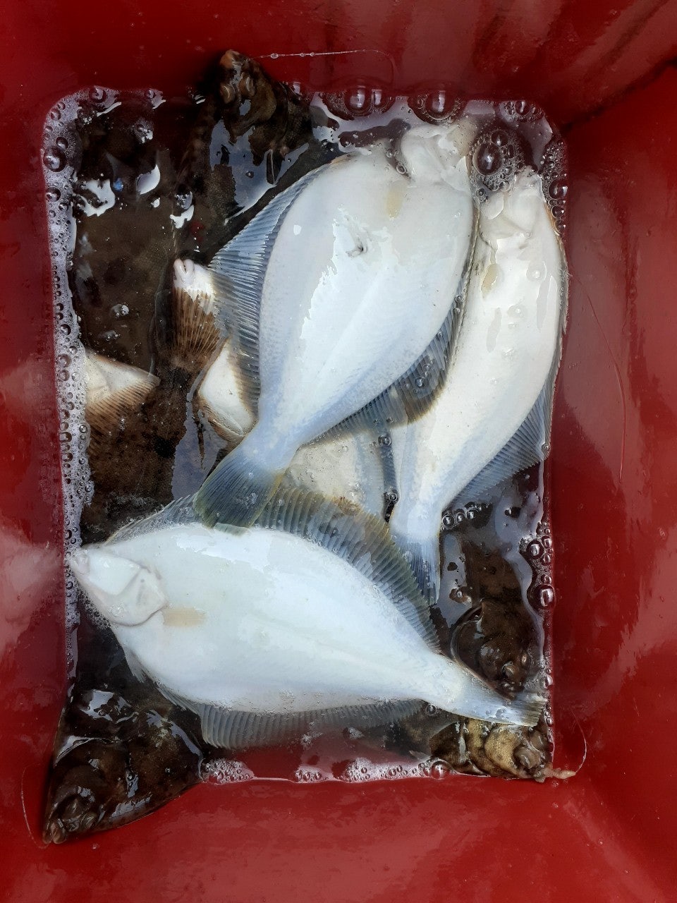 ����ڰ� �ø� �̹���