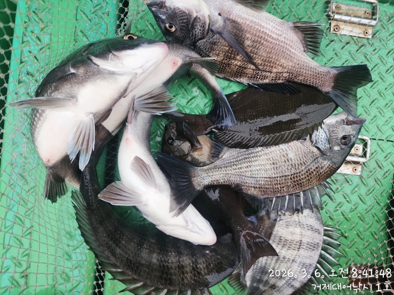 ����ڰ� �ø� �̹���