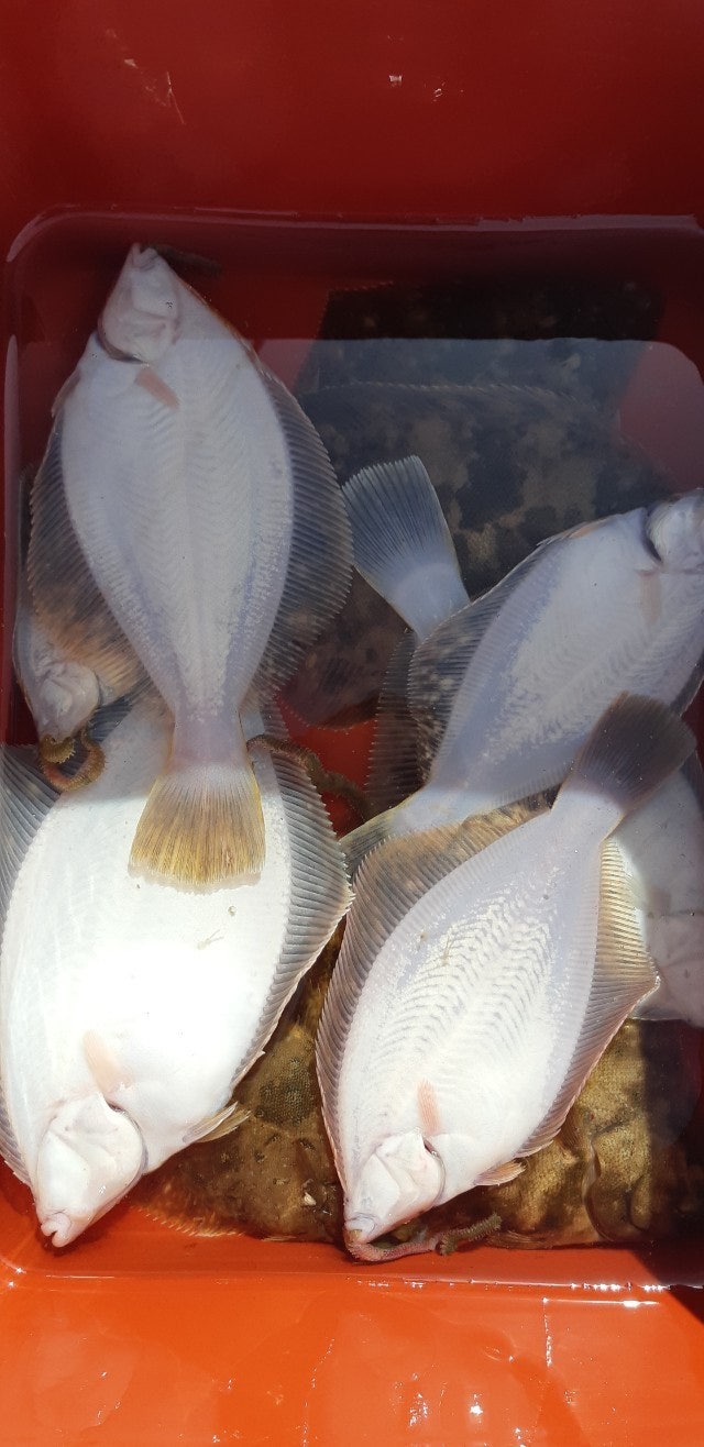 ����ڰ� �ø� �̹���