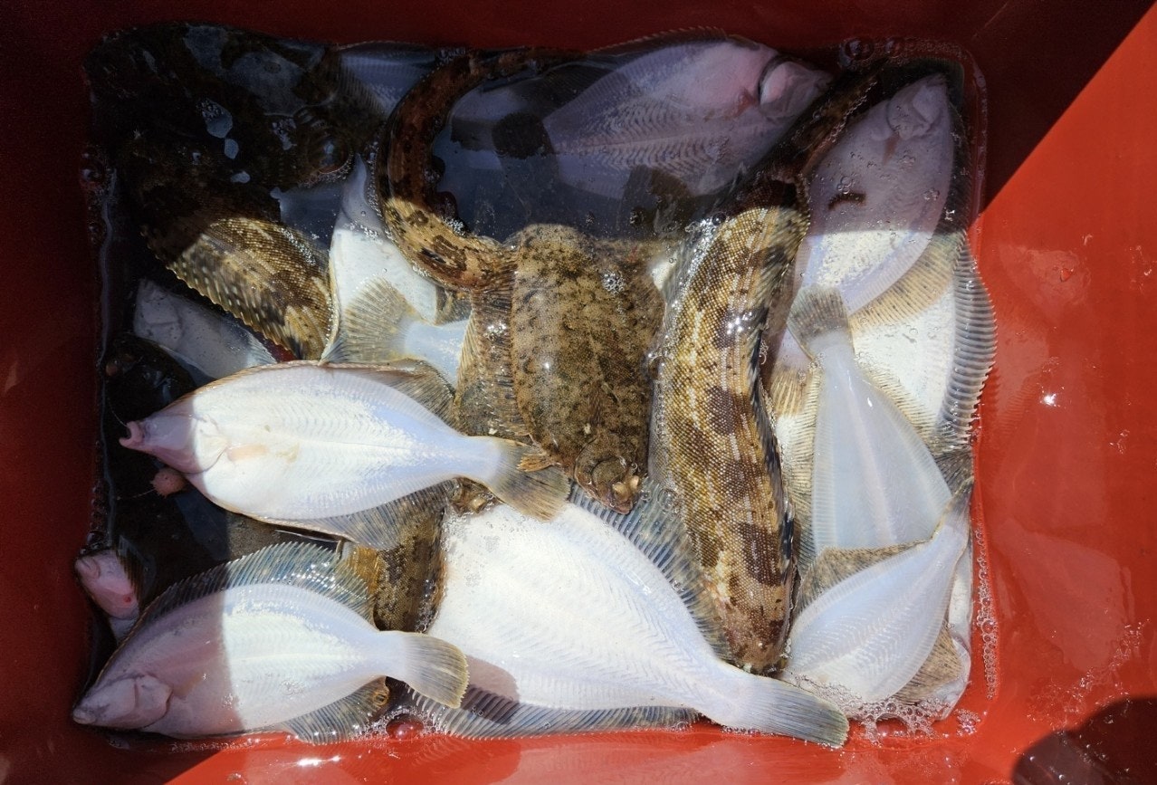 ����ڰ� �ø� �̹���