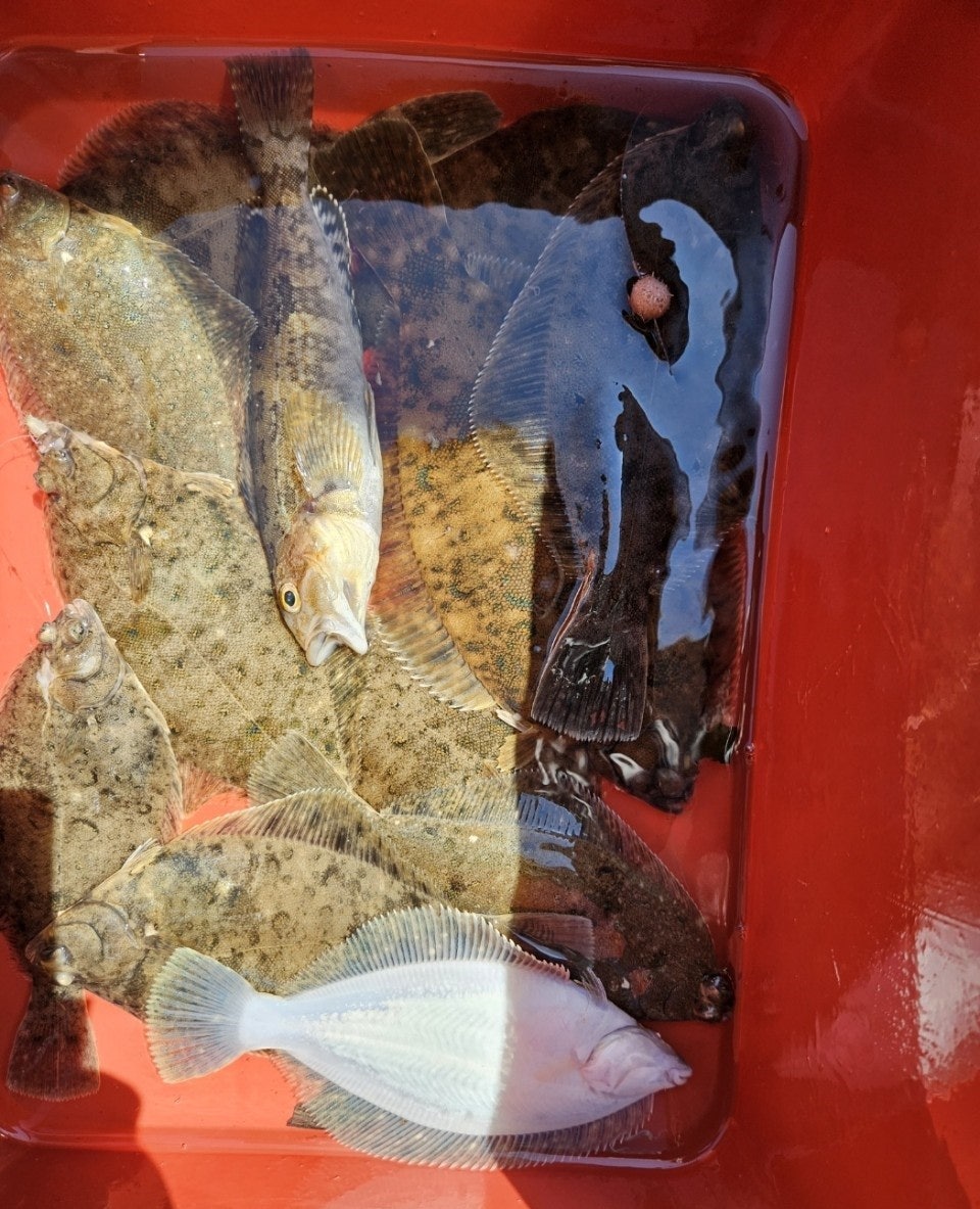 ����ڰ� �ø� �̹���