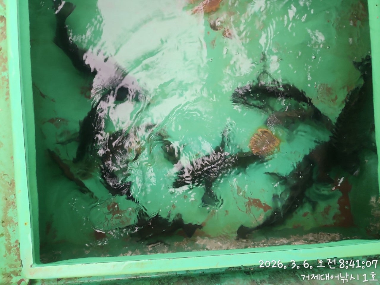 ����ڰ� �ø� �̹���