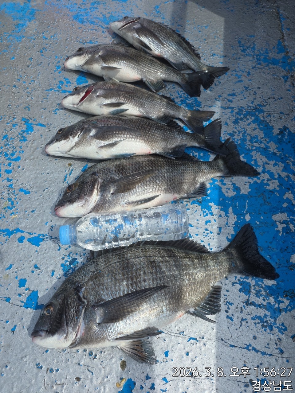 ����ڰ� �ø� �̹���