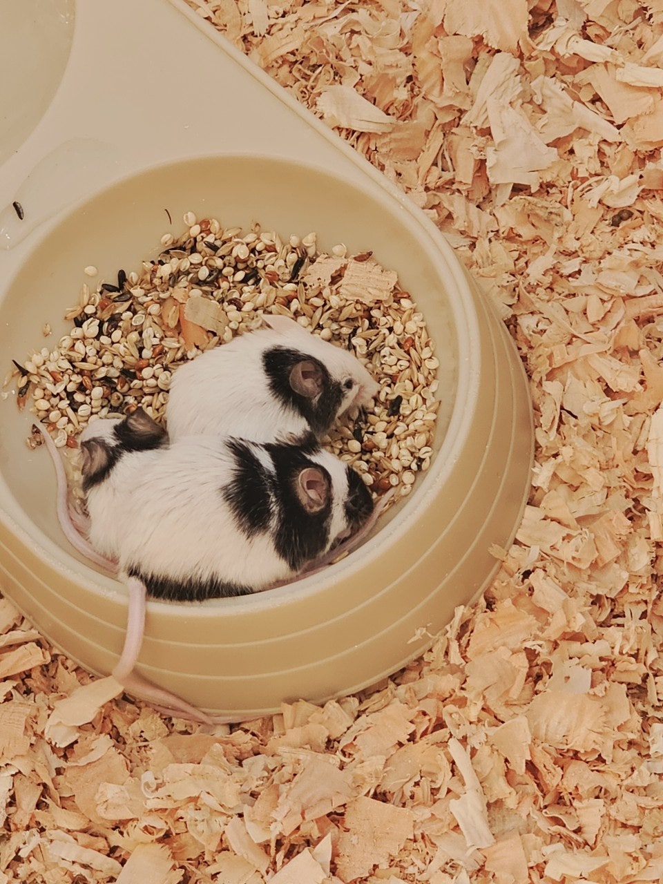 사용자가 올린 이미지