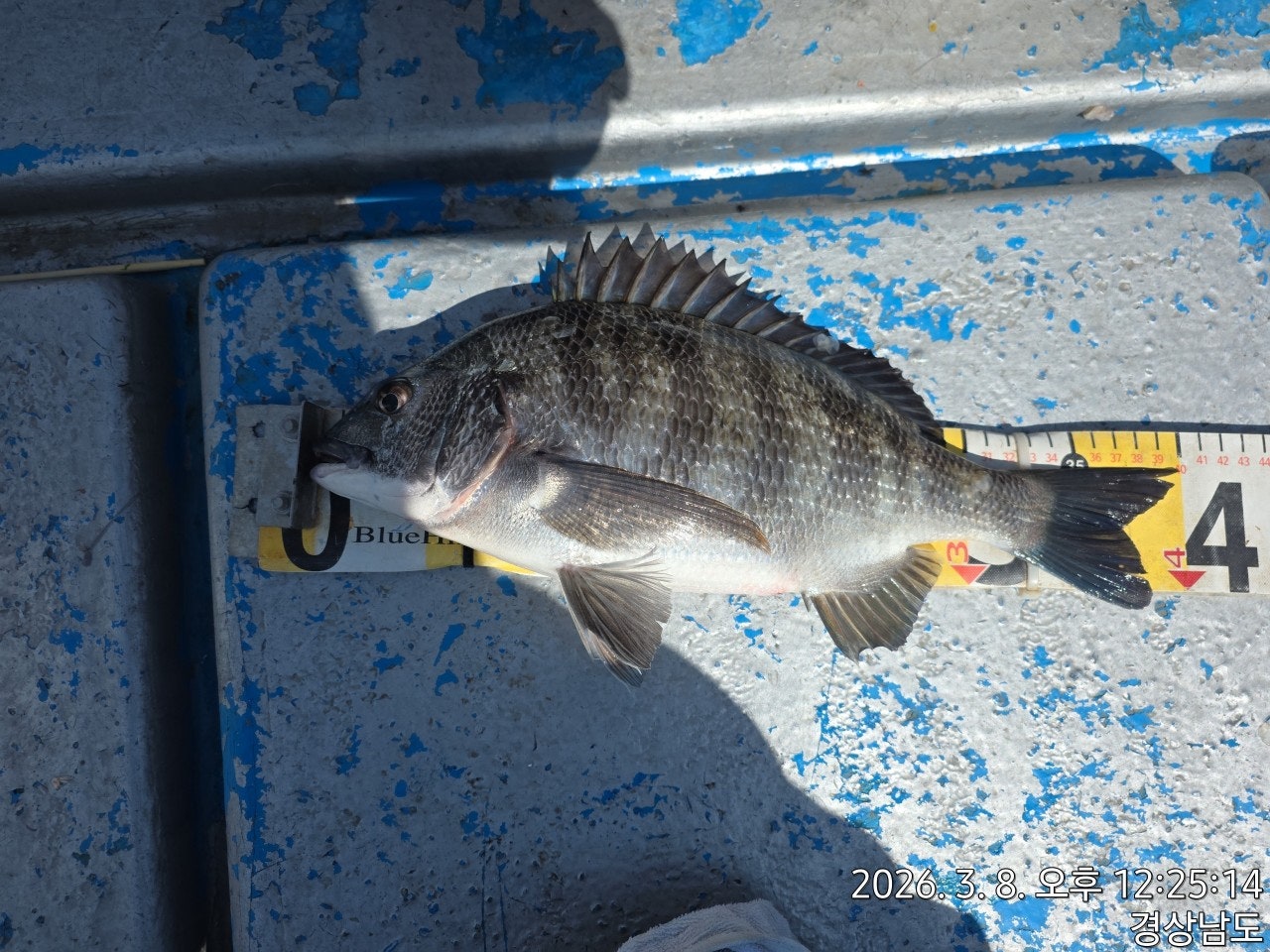 ����ڰ� �ø� �̹���