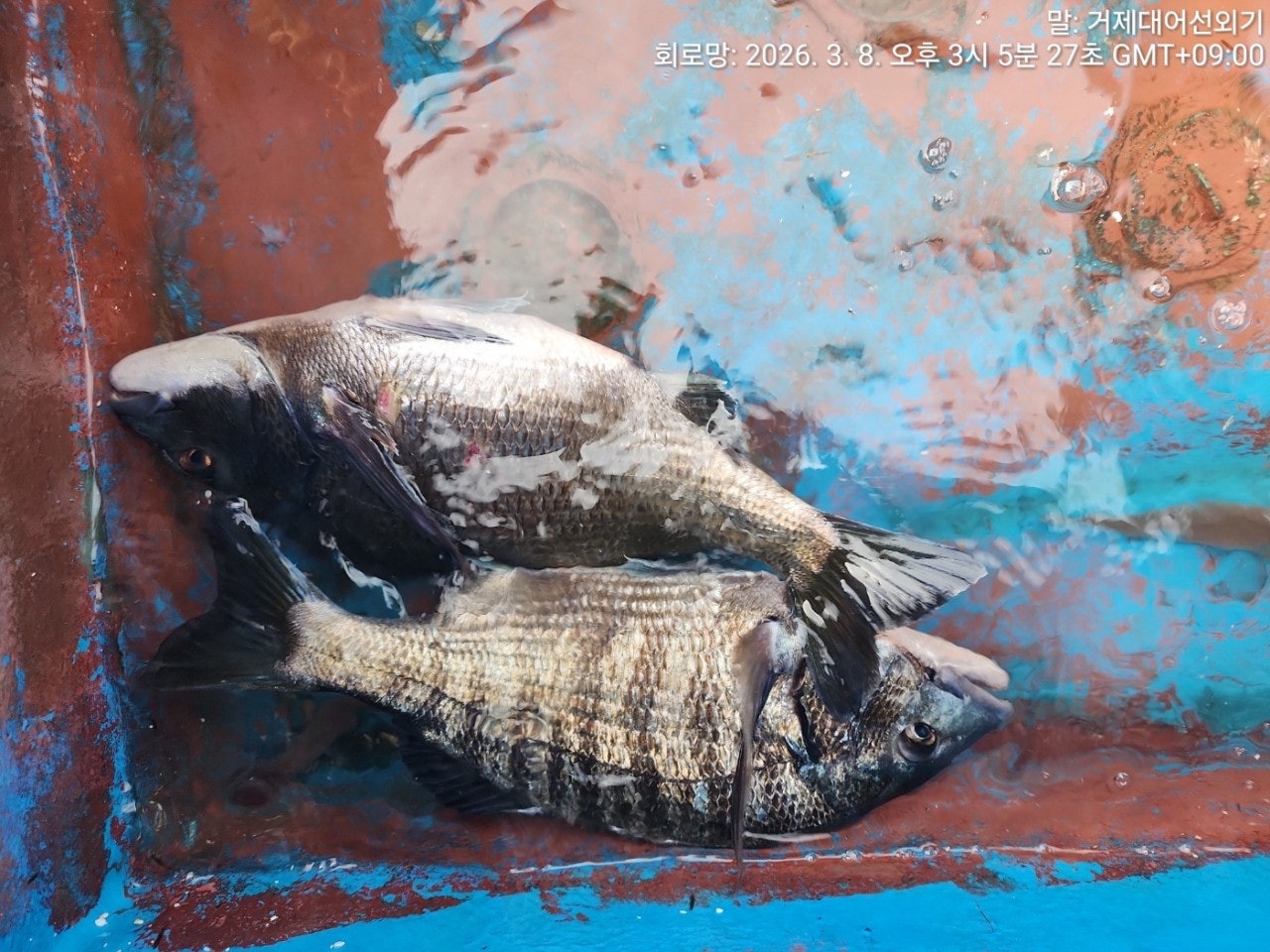 ����ڰ� �ø� �̹���