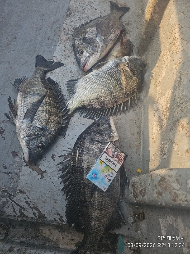 ����ڰ� �ø� �̹���